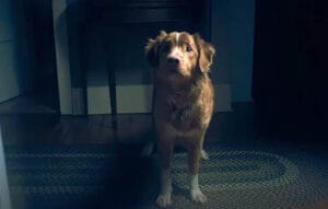 Good Boy pelicula